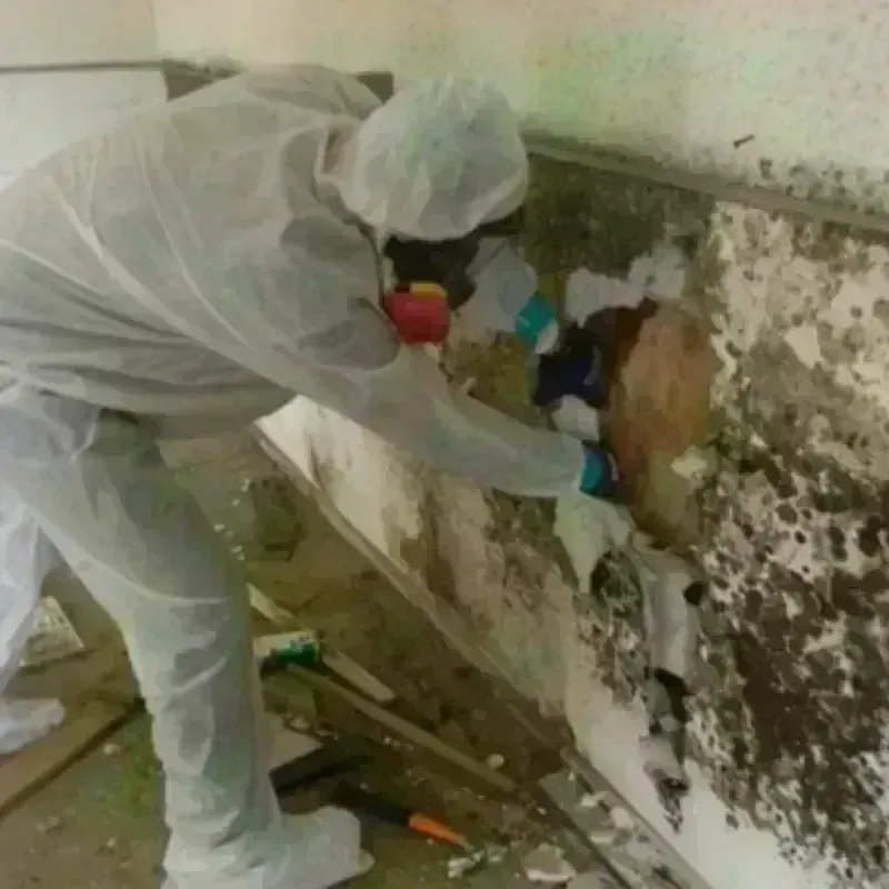 Mold Remediation and Removal in Sun Prairie, MT